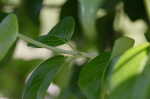 Climbing hydrangea